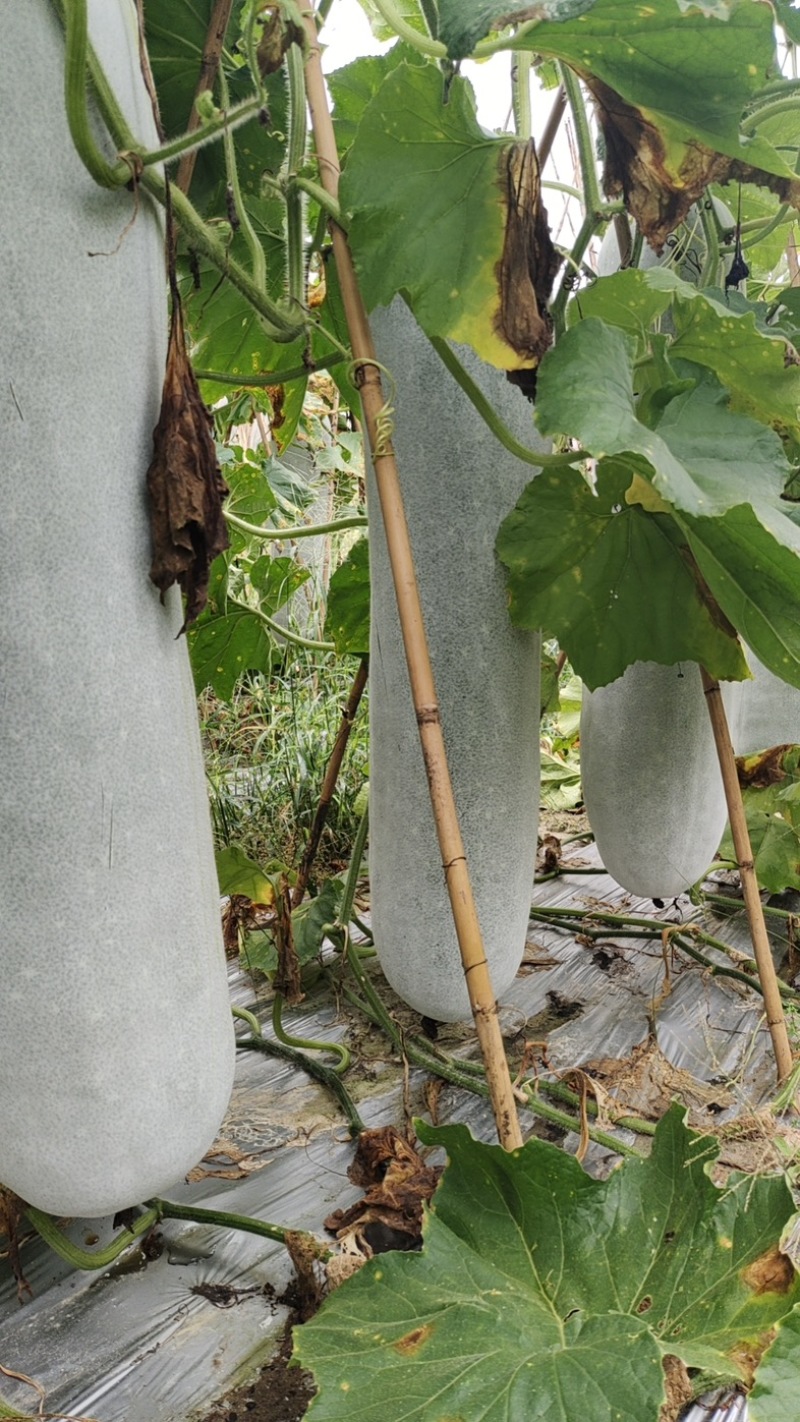 福建白皮冬瓜地冬瓜产地直供货源充足欢迎联系