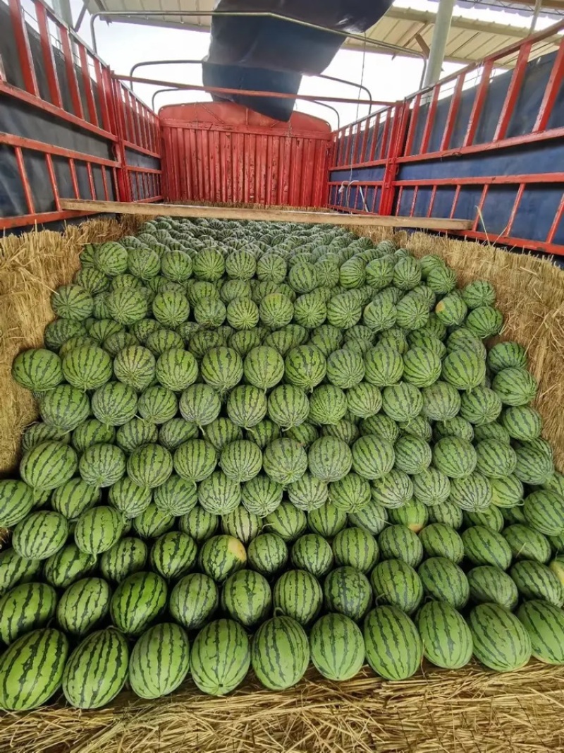 8424西瓜上市，产地直发货量充足价格皮毛好头茬瓜