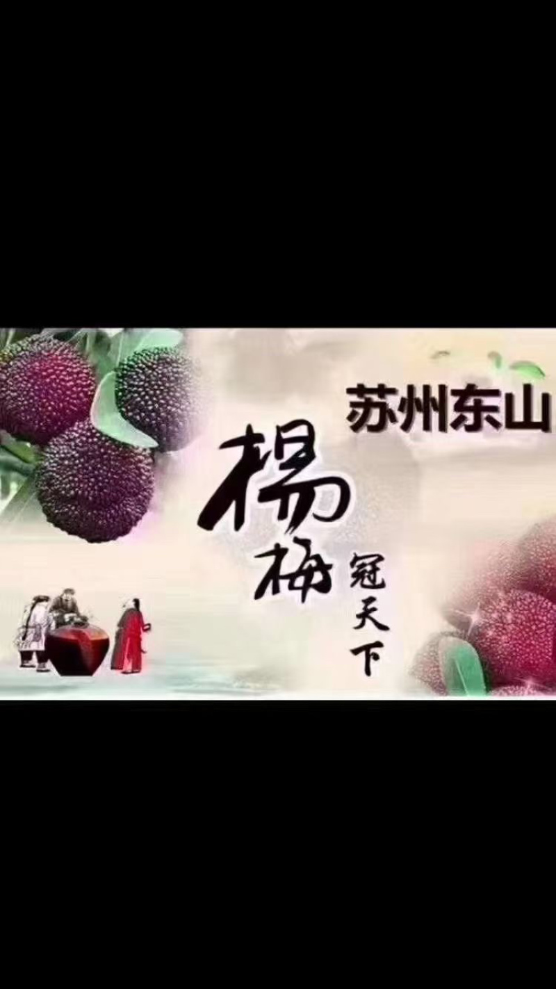 苏州东山乌紫杨梅