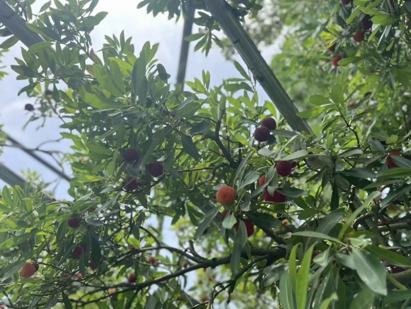 苏州东山乌紫杨梅