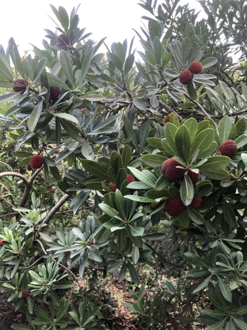 苏州东山乌紫杨梅