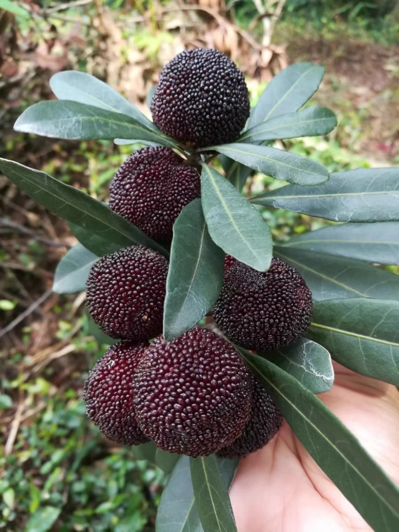 苏州东山乌紫杨梅