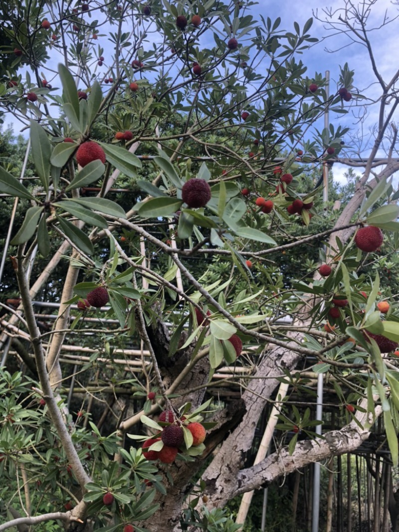 苏州东山乌紫杨梅