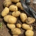 精品沃土5号土豆，原产地直接发货，各种规格及包装，常