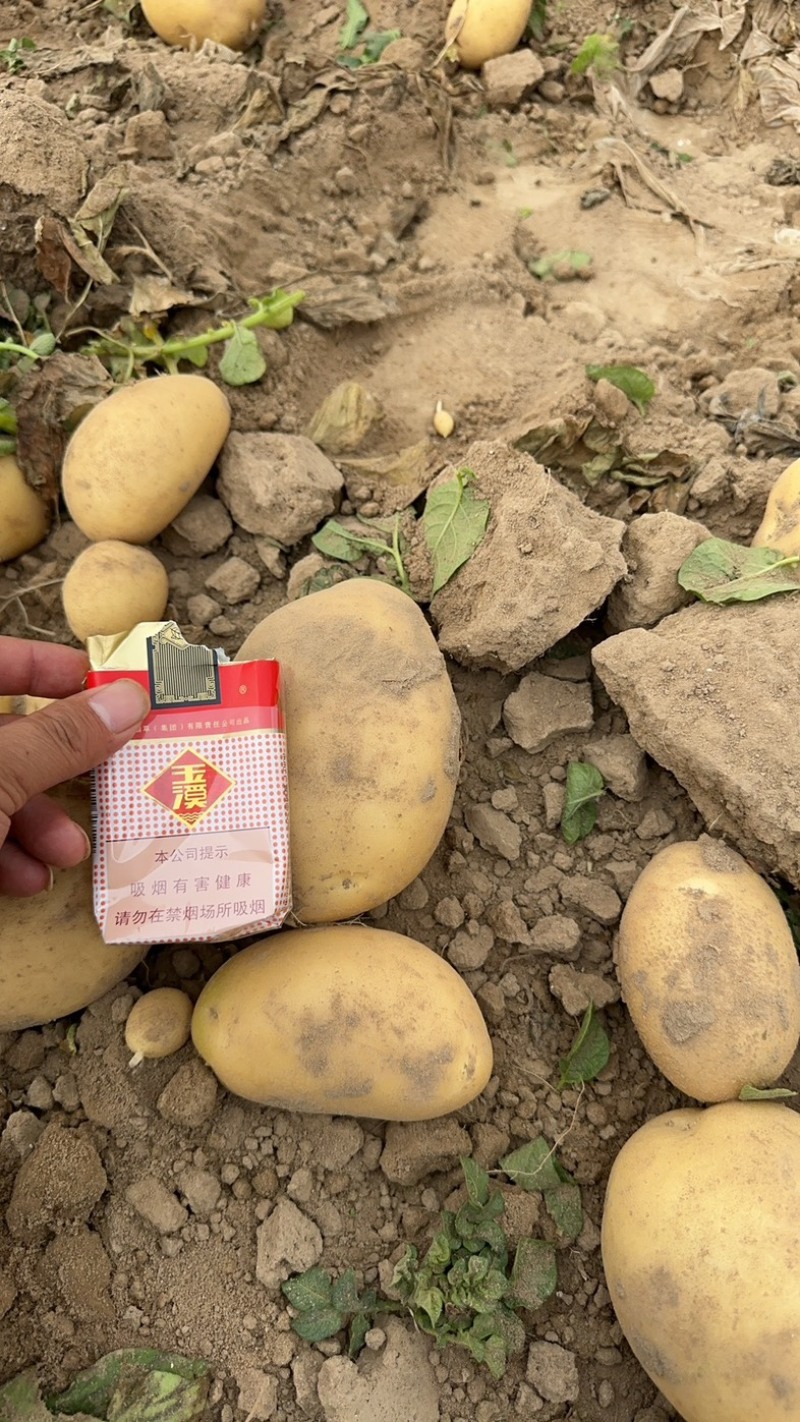 精品沃土5号土豆，原产地直接发货，各种规格及包装，常