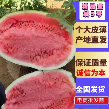 金城5号西瓜！产地直销！皮薄肉厚，口感好！糖分高！