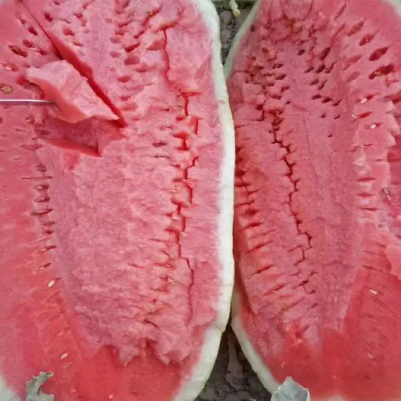 金城5号西瓜！产地直销！皮薄肉厚，口感好！糖分高！