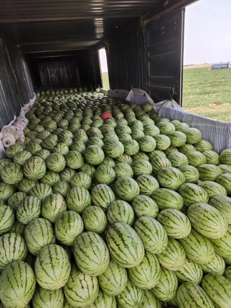 金城5号西瓜！产地直销！皮薄肉厚，口感好！糖分高！