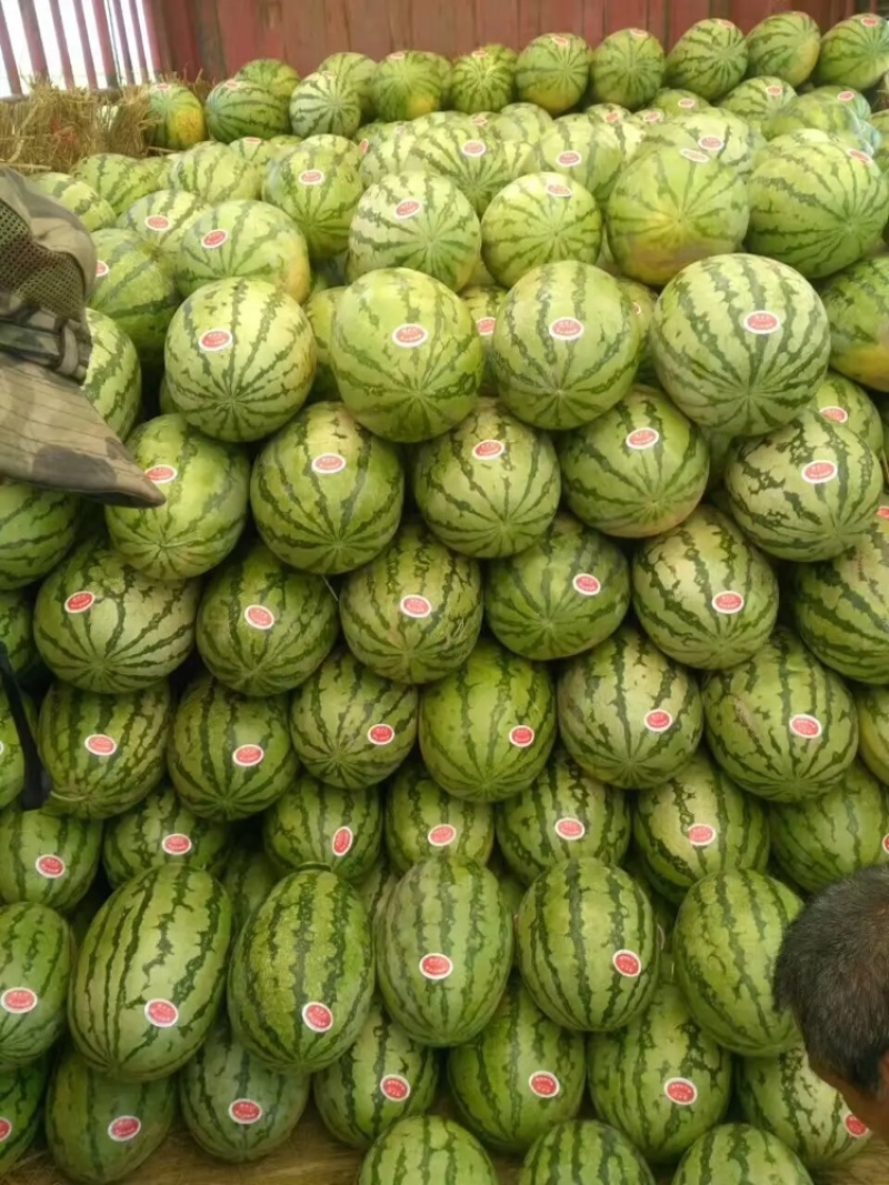 金城5号西瓜！产地直销！皮薄肉厚，口感好！糖分高！