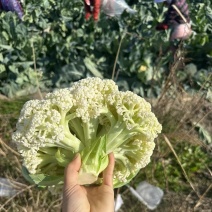 立信进口白面青梗花菜种子，花球松大洁白，甜脆味美，品质好