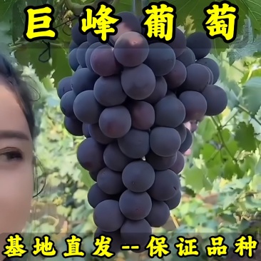 辽宁巨峰葡萄苗品种纯真基地直发成活率高提供技术