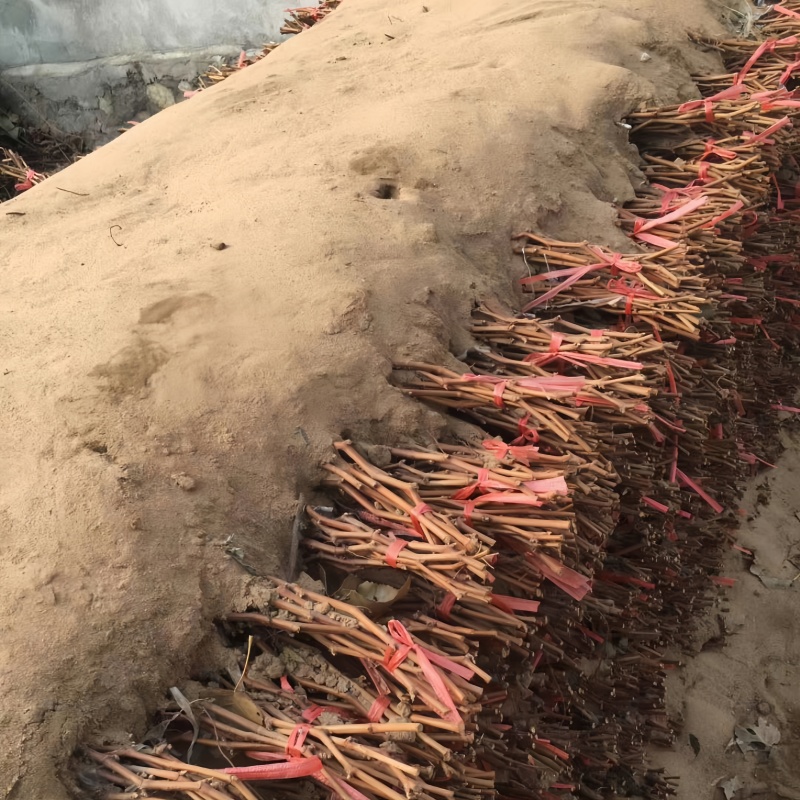 辽宁巨峰葡萄苗品种纯真基地直发成活率高提供技术