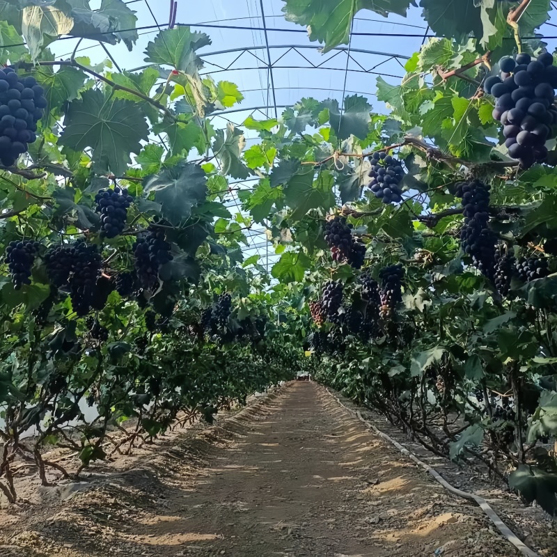 辽宁巨峰葡萄苗品种纯真基地直发成活率高提供技术