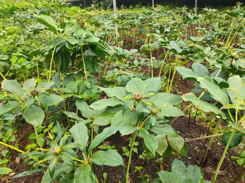 【推荐】重楼自家种植品质优价格优惠欢迎老板电联详谈