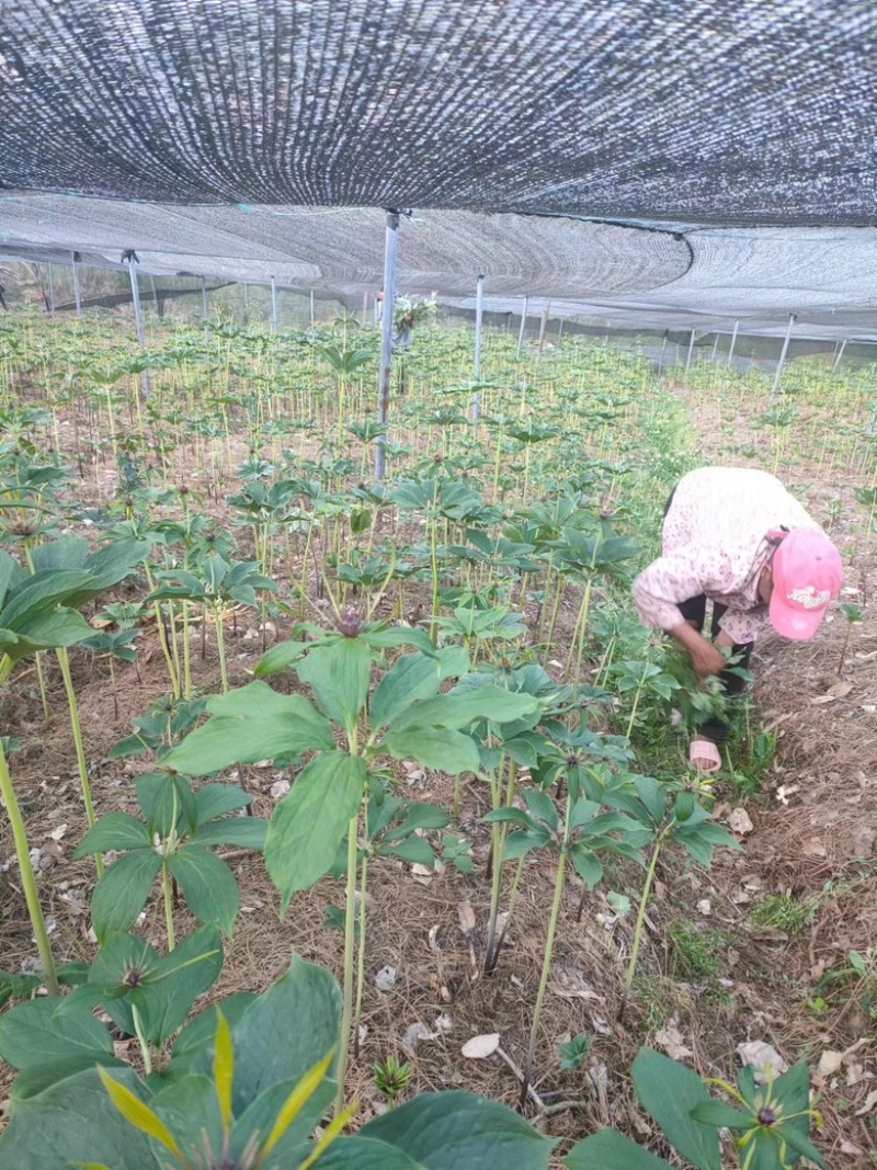 【推荐】重楼自家种植品质优价格优惠欢迎老板电联详谈