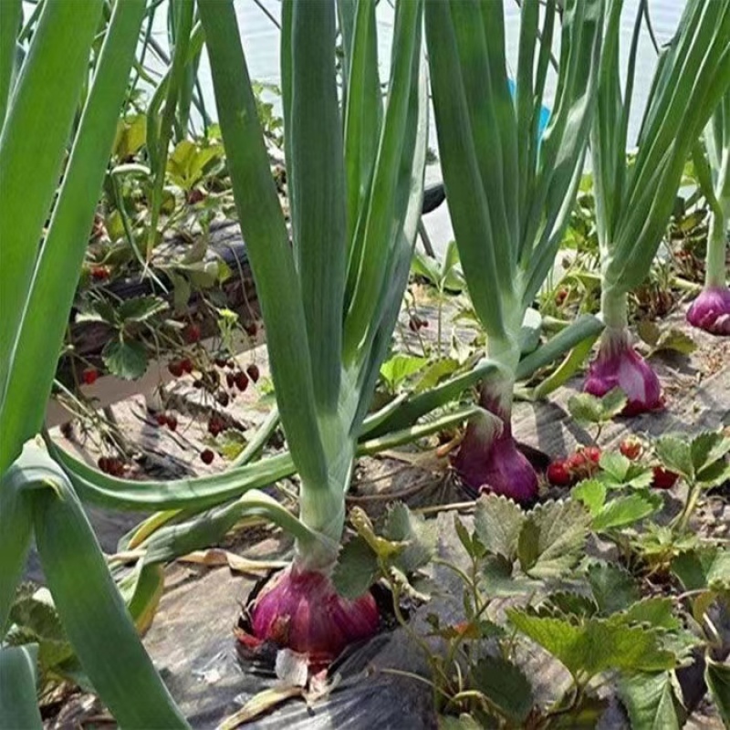 洋葱精品洋葱紫皮洋葱云南洋葱二红基地直供