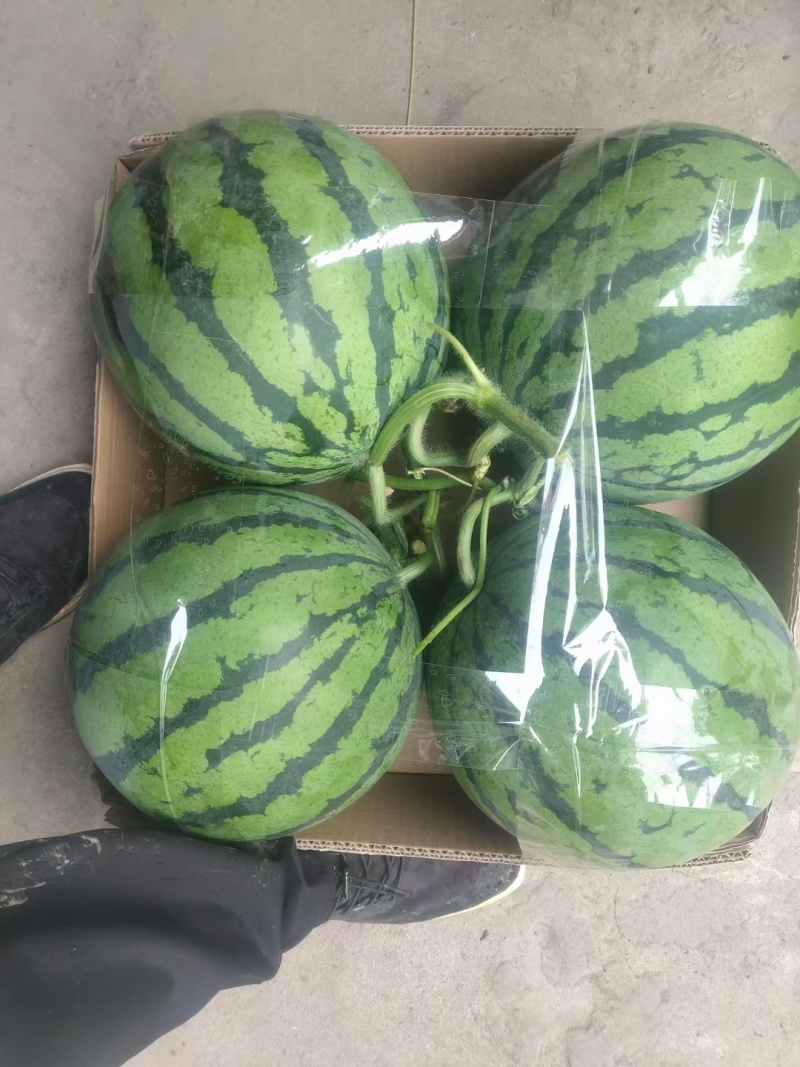 美都大红瓤小薄皮对接各大商超市场电商