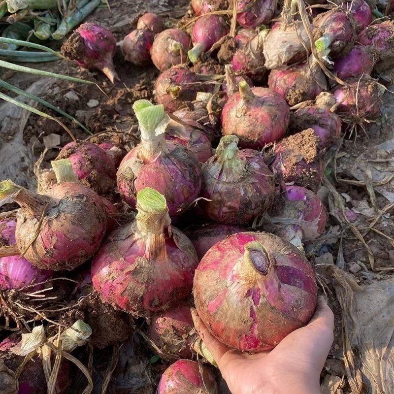 洋葱精品洋葱紫皮洋葱云南洋葱二红基地直供