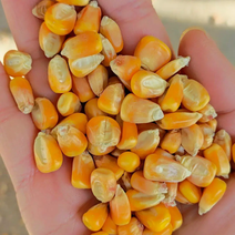湖北襄阳优质玉米粒全国发货大量供应现货诚信经营合作