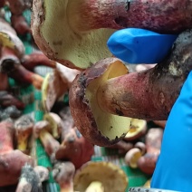 野生菌