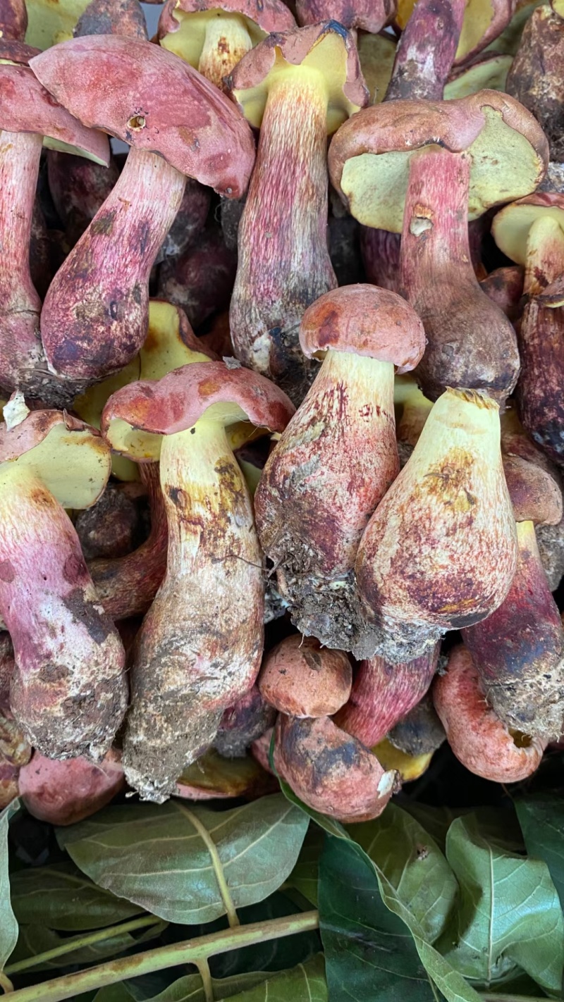 野生菌