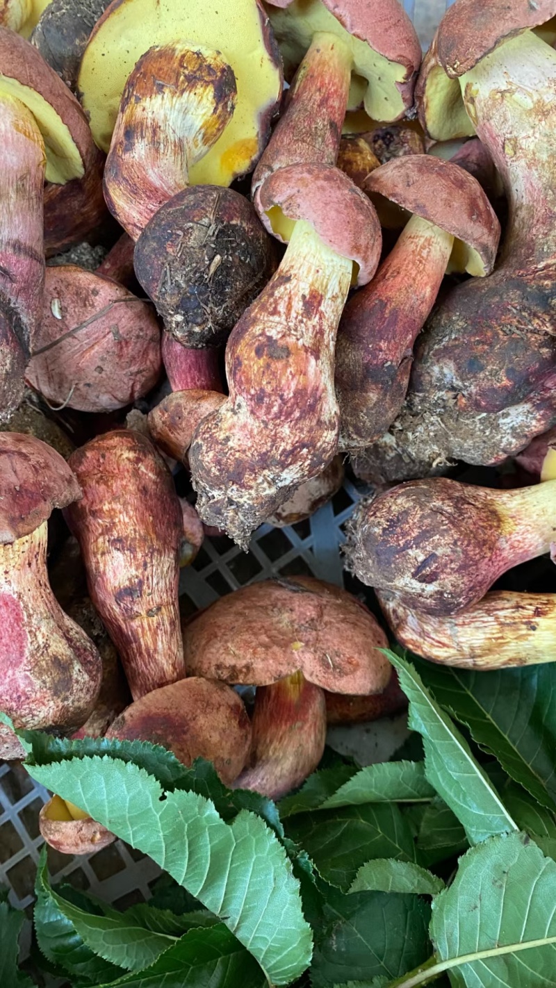 野生菌