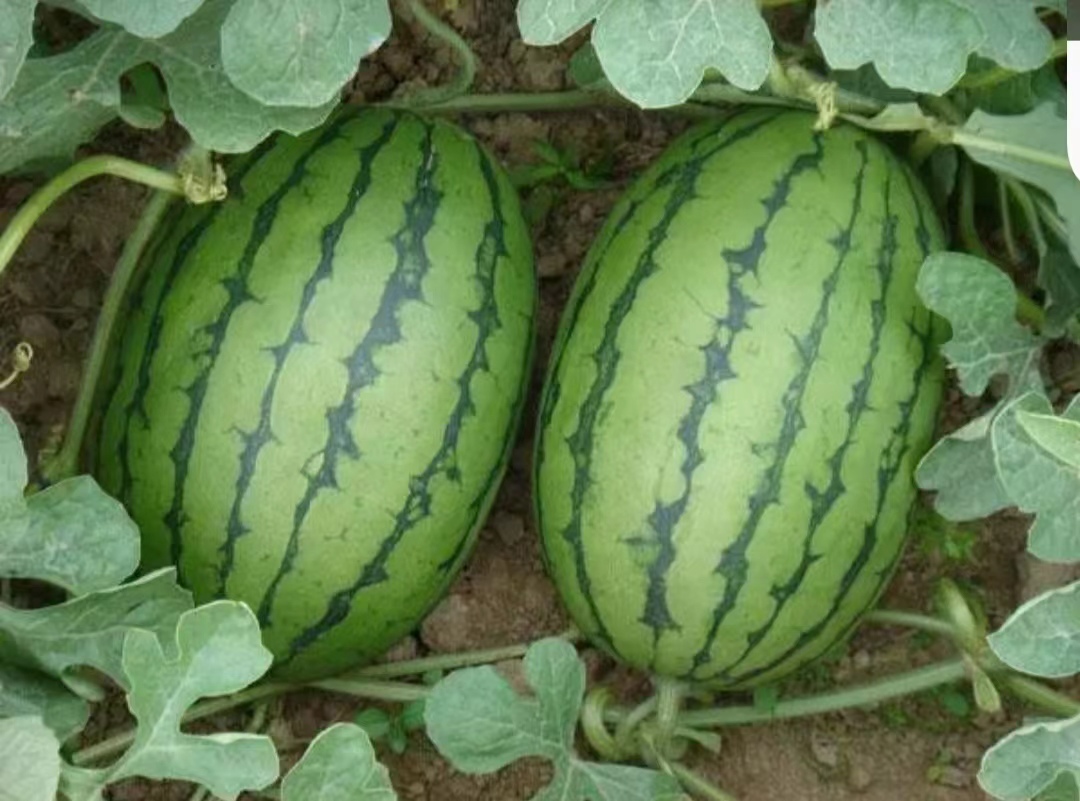 8424西瓜外观展示