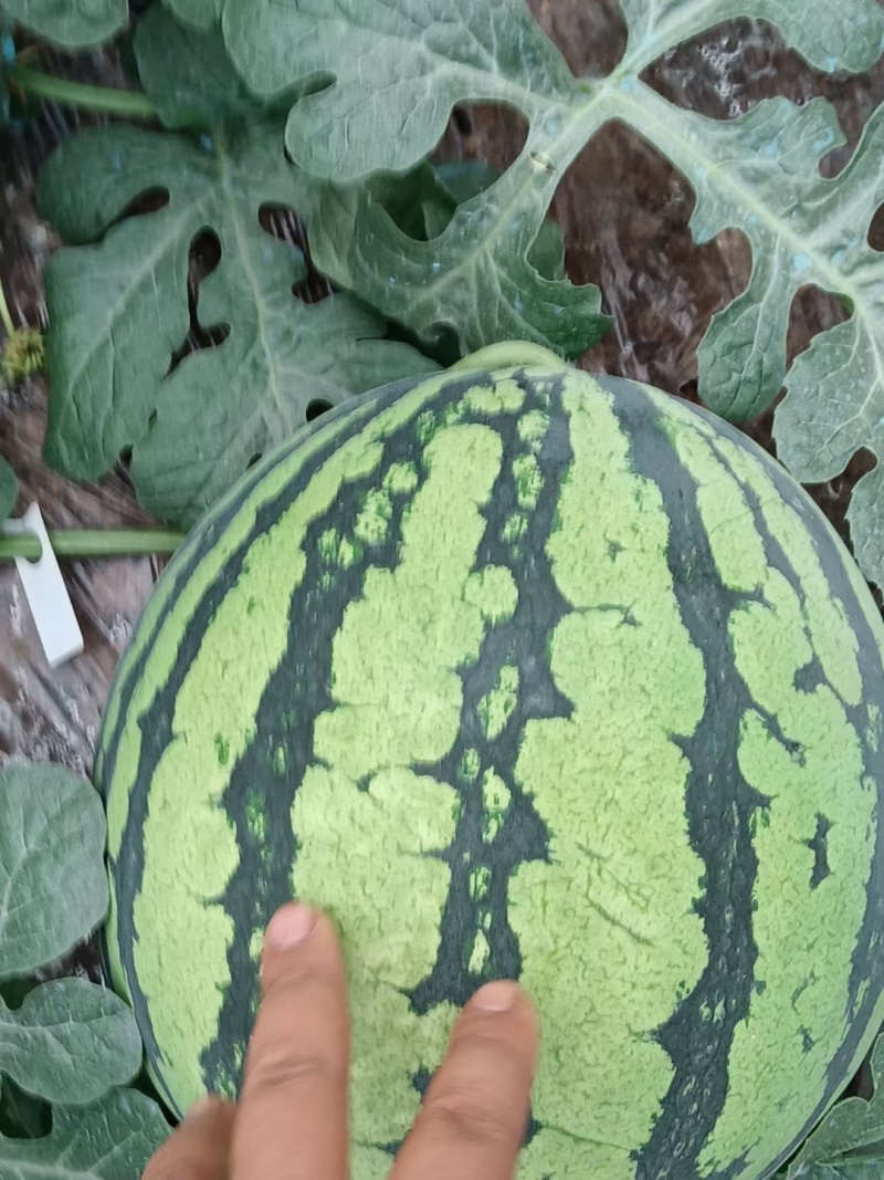 8424西瓜美都，乐都，家秀口口脆。欢迎采购。