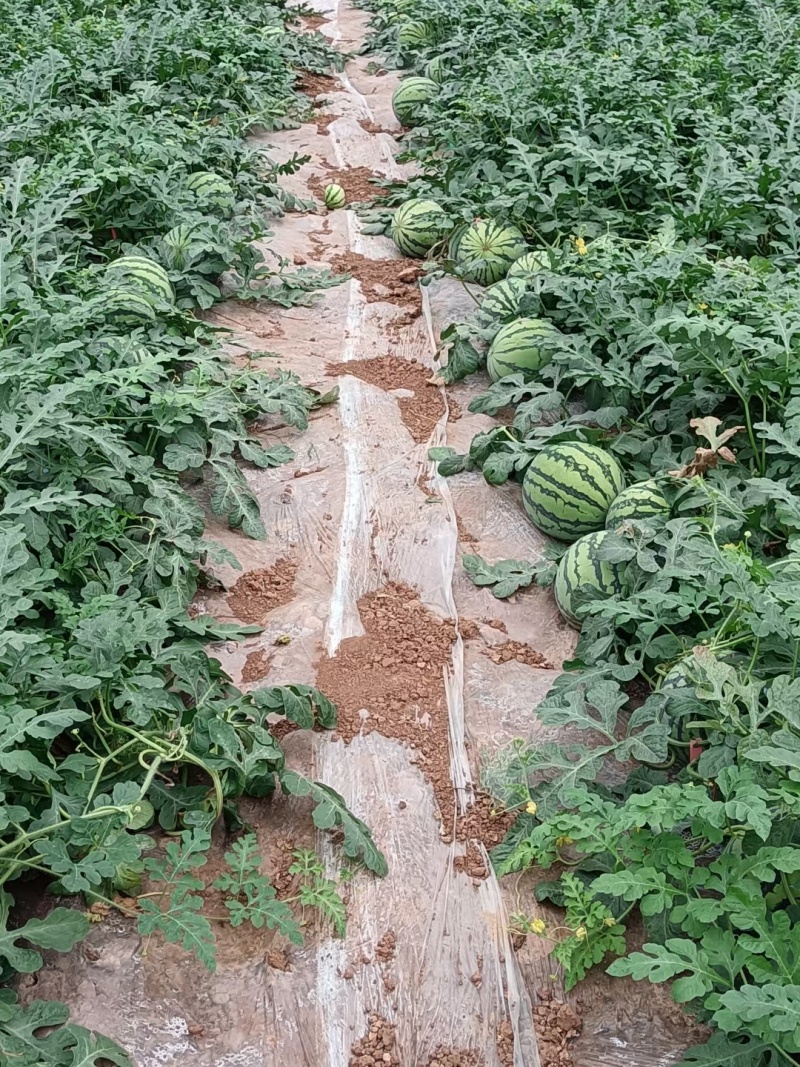 8424西瓜美都，乐都，家秀口口脆。欢迎采购。