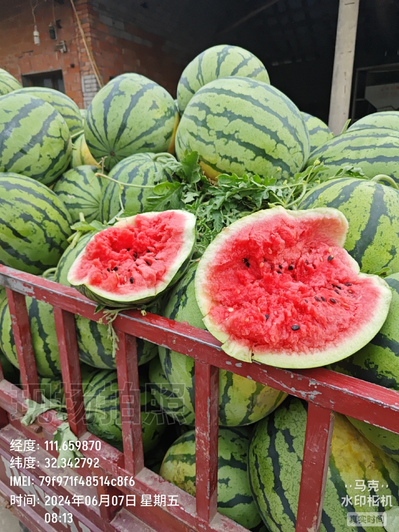 西瓜湖北美都西瓜大量上市现摘现发品质保证
