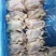 鸽肉猫条湿宠物罐头口感好营养丰富厂家直销全国发货一件代发