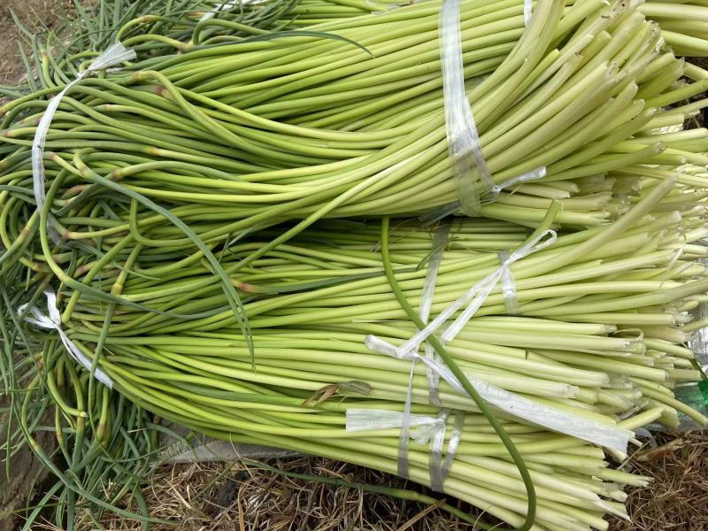 云南蒜薹白帽蒜薹红帽蒜薹产地直供品质保证代发全国