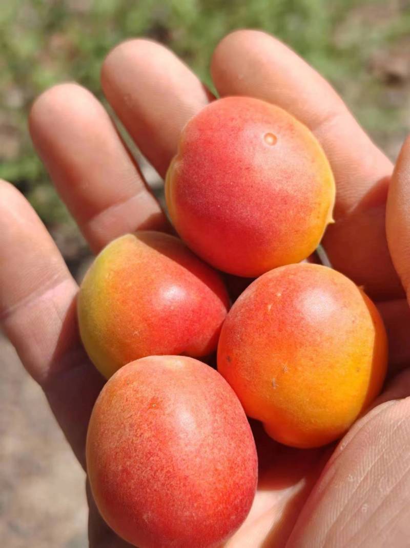 新疆小红杏