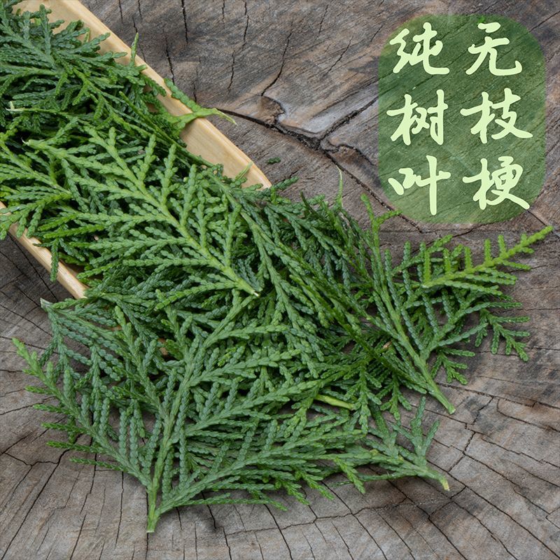 秦岭野生现采新鲜侧柏叶阴干侧柏叶粉洗头乌发防脱养发生发无