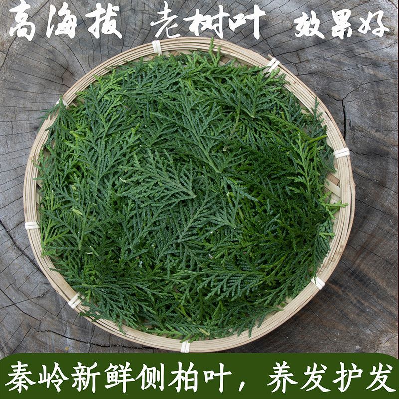 秦岭野生现采新鲜侧柏叶阴干侧柏叶粉洗头乌发防脱养发生发无