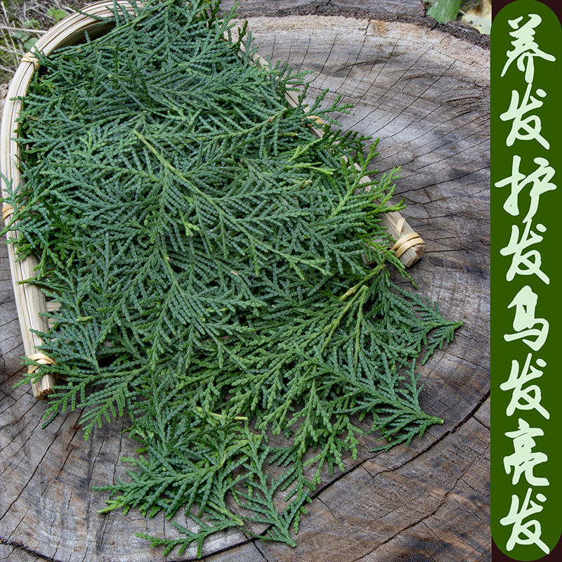 秦岭野生现采新鲜侧柏叶阴干侧柏叶粉洗头乌发防脱养发生发无