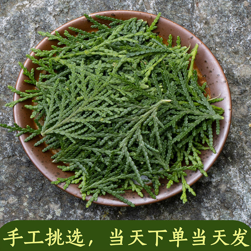 秦岭野生现采新鲜侧柏叶阴干侧柏叶粉洗头乌发防脱养发生发无