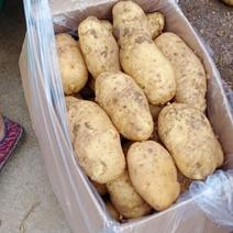 昌邑市精品黄心土豆，产地直销，薯形好皮毛靓，品质保证