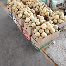 新疆哈密瓜