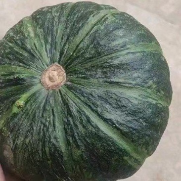 露天绿板栗南瓜大量有货，颜色黑绿，瓜面油亮，没有鼓包麻点