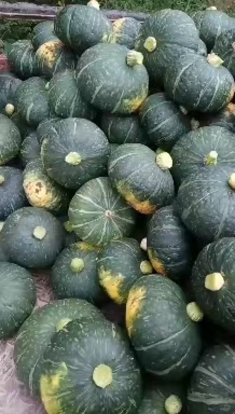 露天绿板栗南瓜大量有货，颜色黑绿，瓜面油亮，没有鼓包麻点
