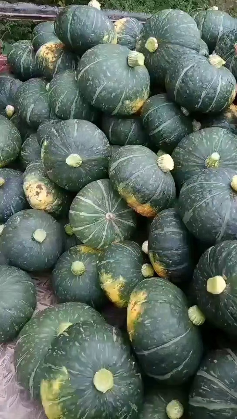 露天绿板栗南瓜大量有货，颜色黑绿，瓜面油亮，没有鼓包麻点