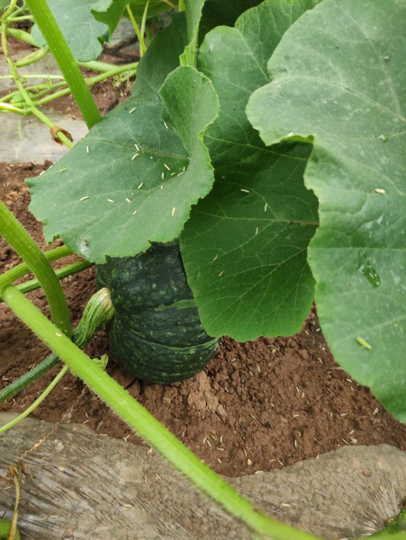 露天绿板栗南瓜大量有货，颜色黑绿，瓜面油亮，没有鼓包麻点