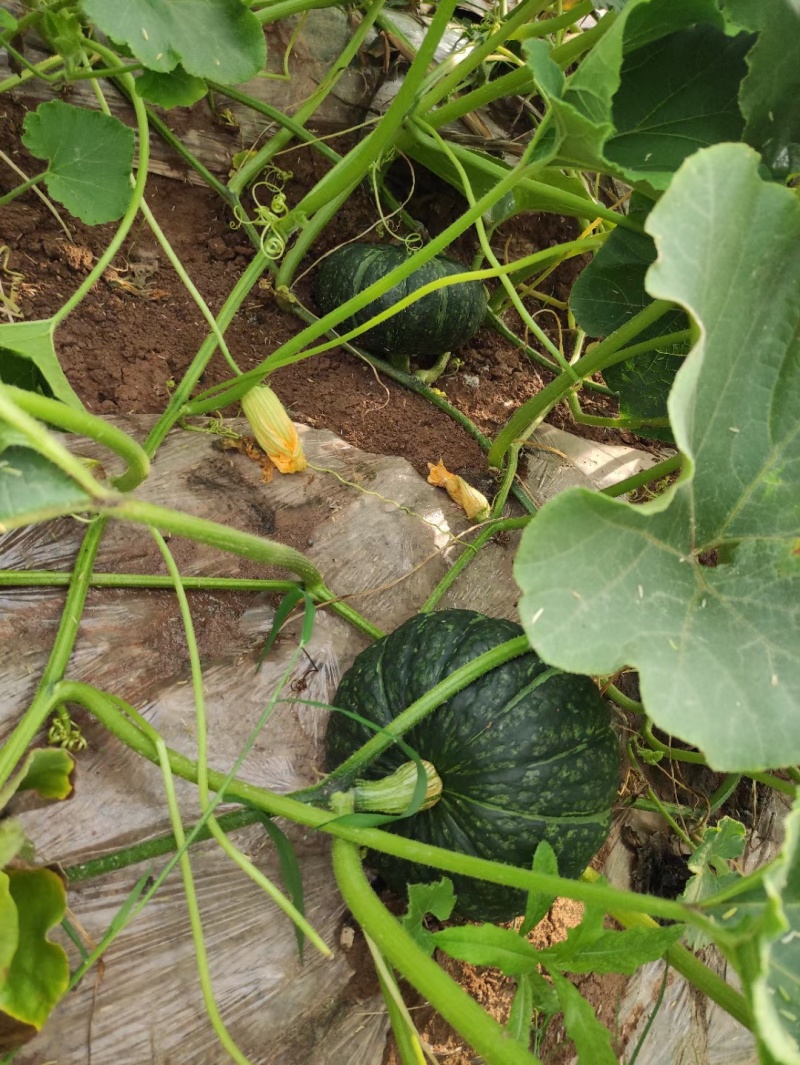 露天绿板栗南瓜大量有货，颜色黑绿，瓜面油亮，没有鼓包麻点