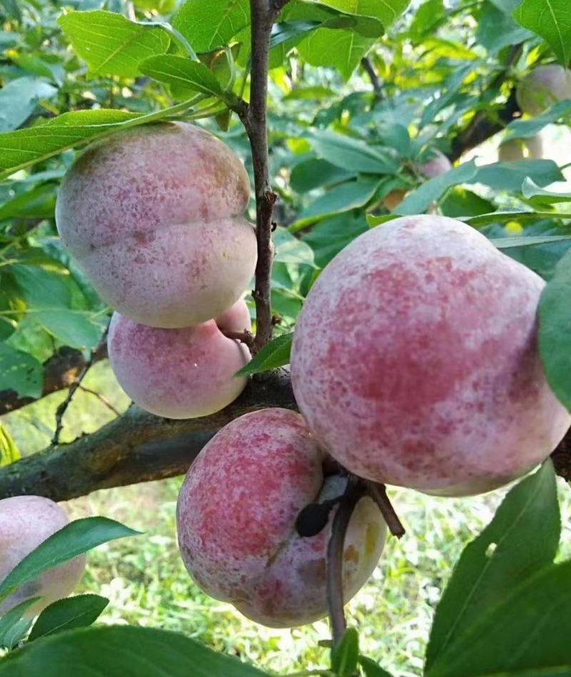 精品李子，芙蓉李子大量供应福建产地直发，新鲜采摘量大从优