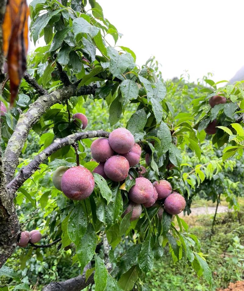 精品李子，芙蓉李子大量供应福建产地直发，新鲜采摘量大从优