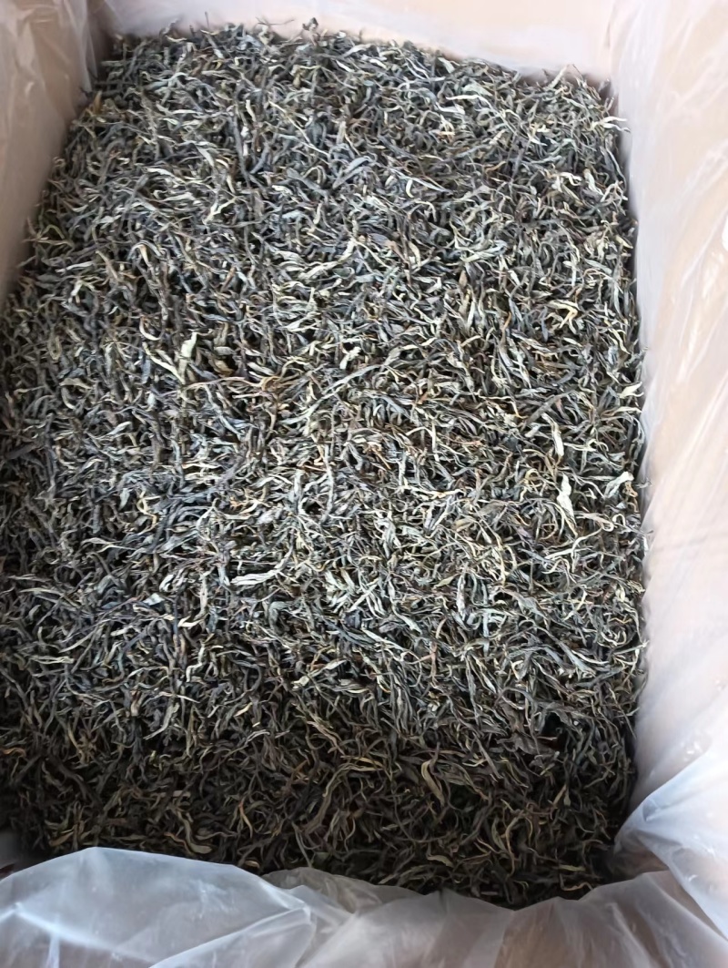 普洱古树生茶