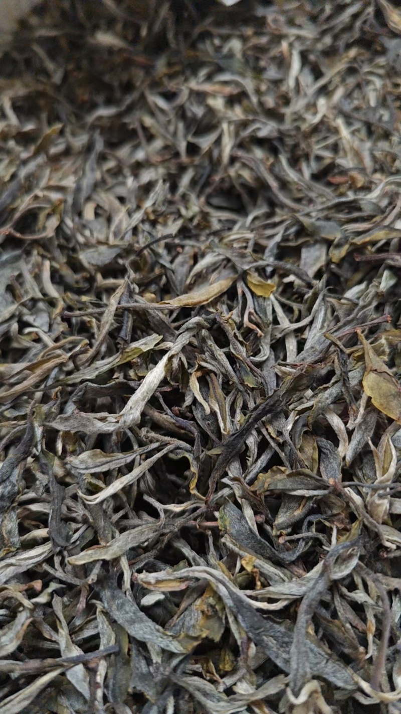 普洱古树生茶