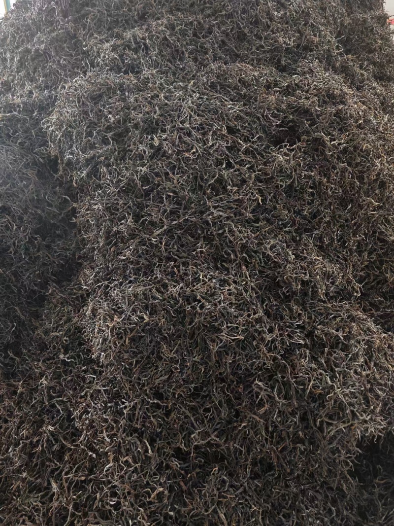 普洱古树生茶
