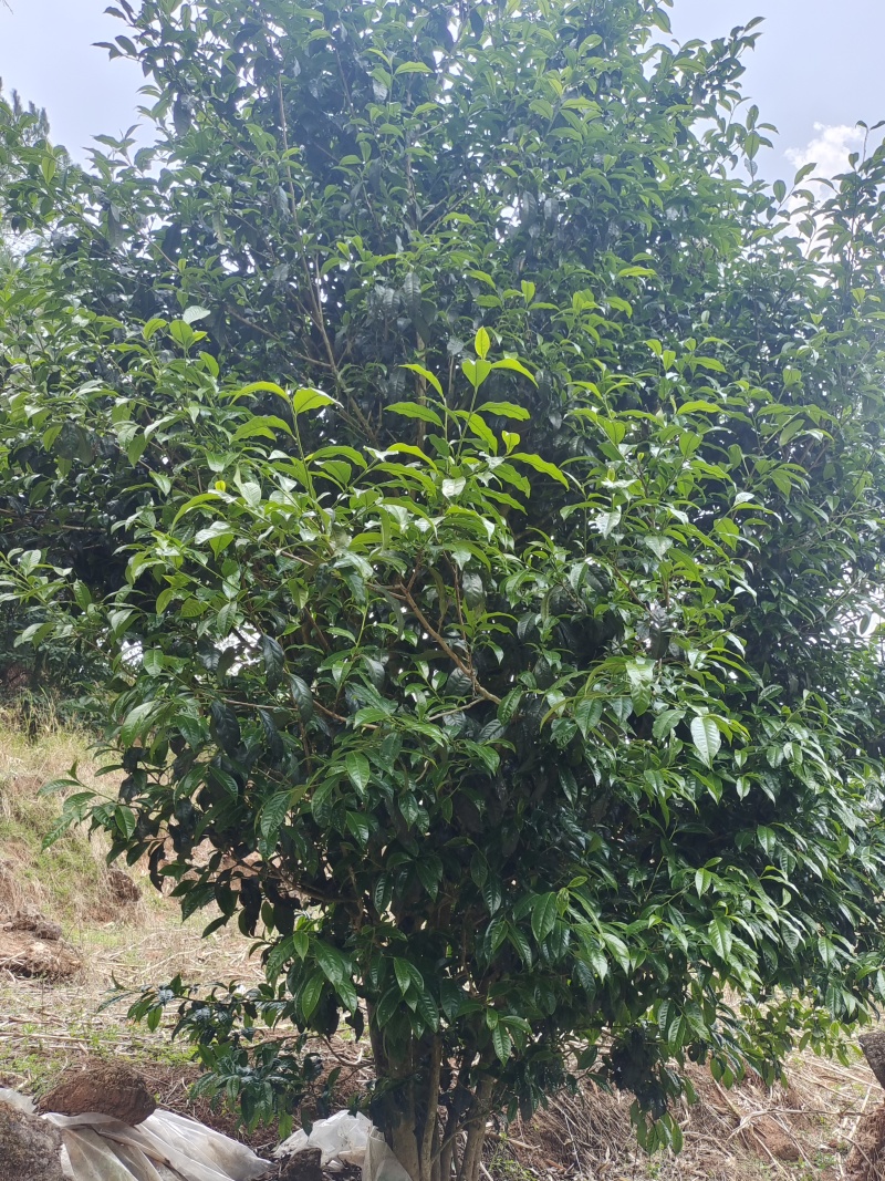 普洱古树生茶